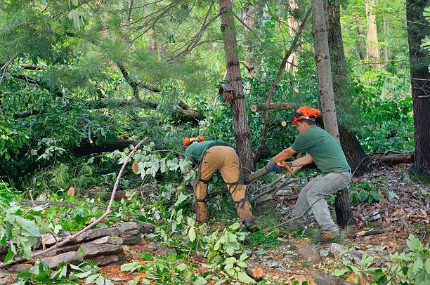  Brownsville, PA Tree Services Pros
